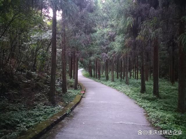 森林康养知识分享-森林康养有哪些注意事项？