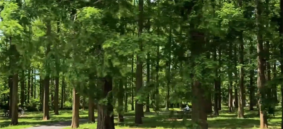 森林康养知识分享-森林康养对人的身心健康有哪些好处？